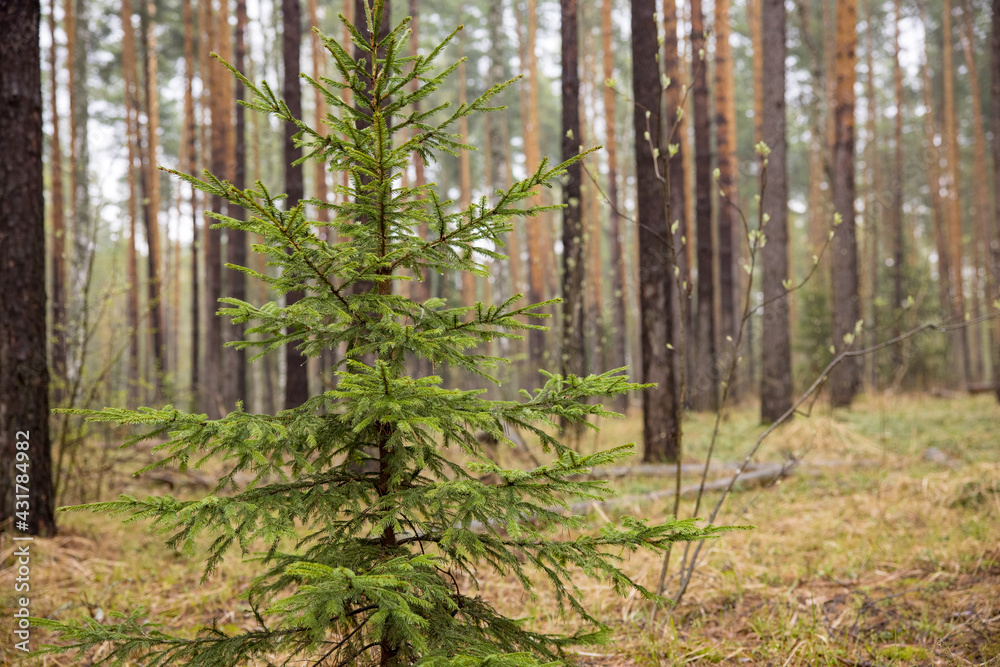 Russian Forest Russian Forest