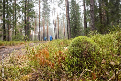 Russian Forest