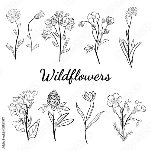 Hand drawn set of wildflowers and herbs. Sketch of summer flowers, herbs and leaves. Collection of meadow plants. Botanical illustration. Decorative elements for summer and spring desing.