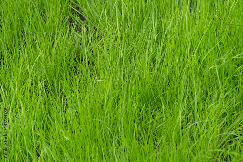 Green grass close up. Natural background. Ecology concept. Lawn