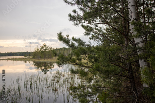 Russian Forest