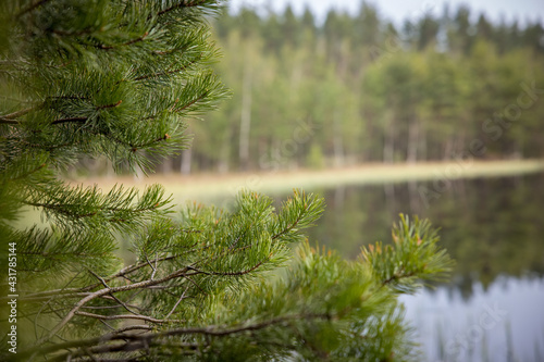 Russian Forest