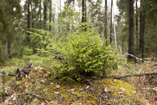 Russian Forest