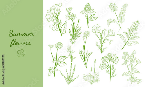 Hand drawn set of wildflowers and herbs. Sketch of summer flowers, herbs and leaves. Collection of meadow plants. Botanical illustration. Decorative elements for summer and spring desing.