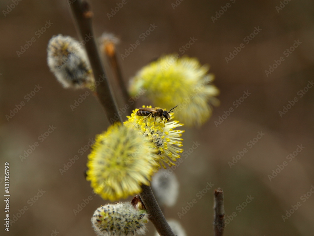 Blooming willow twigs and furry willow-catkins, so called Blooming willow twigs and furry willow-catkins, so called