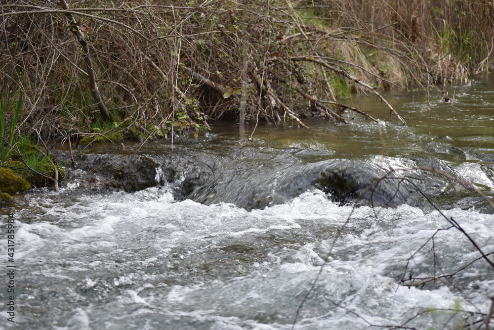 Fototapeta premium river in the forest
