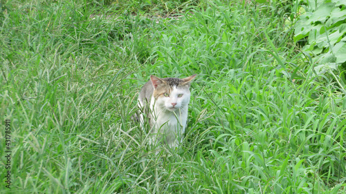 草むらからこちらを見る猫
