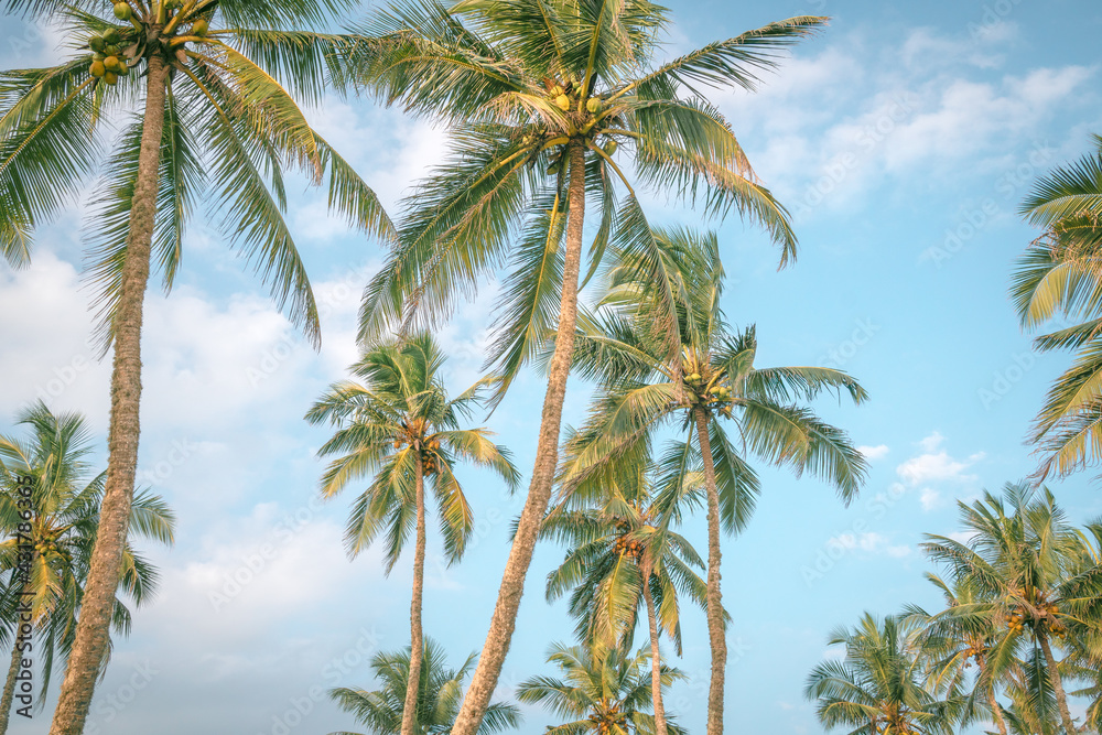 coconut trees