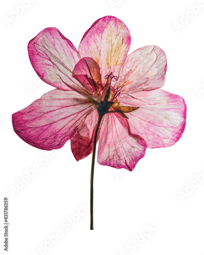 Pressed pelargonium flower, design with real natural elements isolated on white background. Collection decorative plants for textile, wallpapers, wedding, greeting or invitation card.