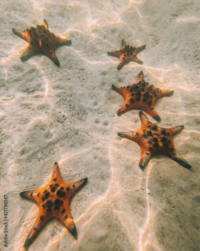 starfish on the sand