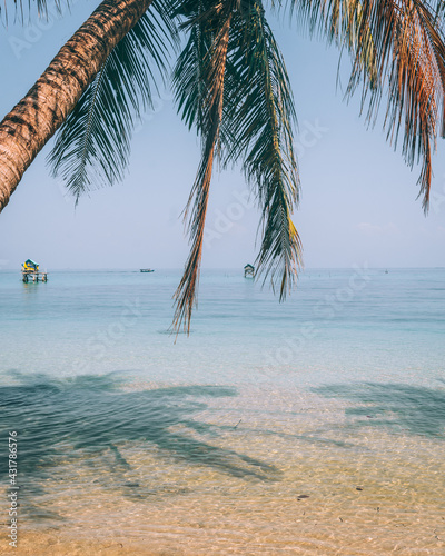 beach with coconut trees 