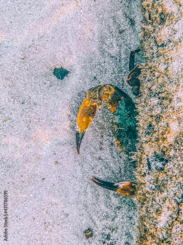 crab in the water