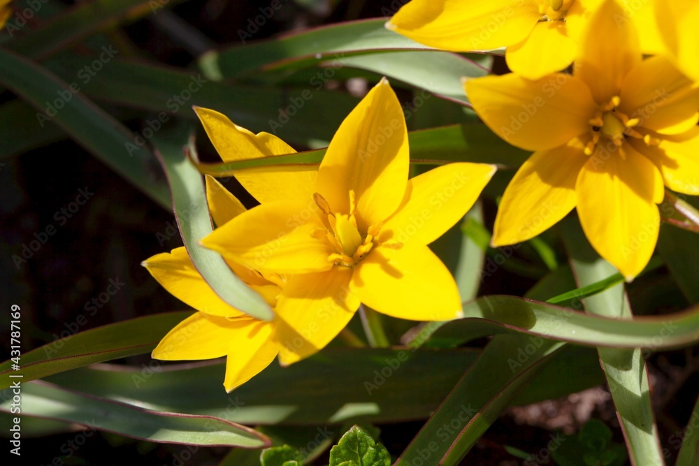 Obraz premium Flowers of a tarda tulip,Tulipa urumiensis