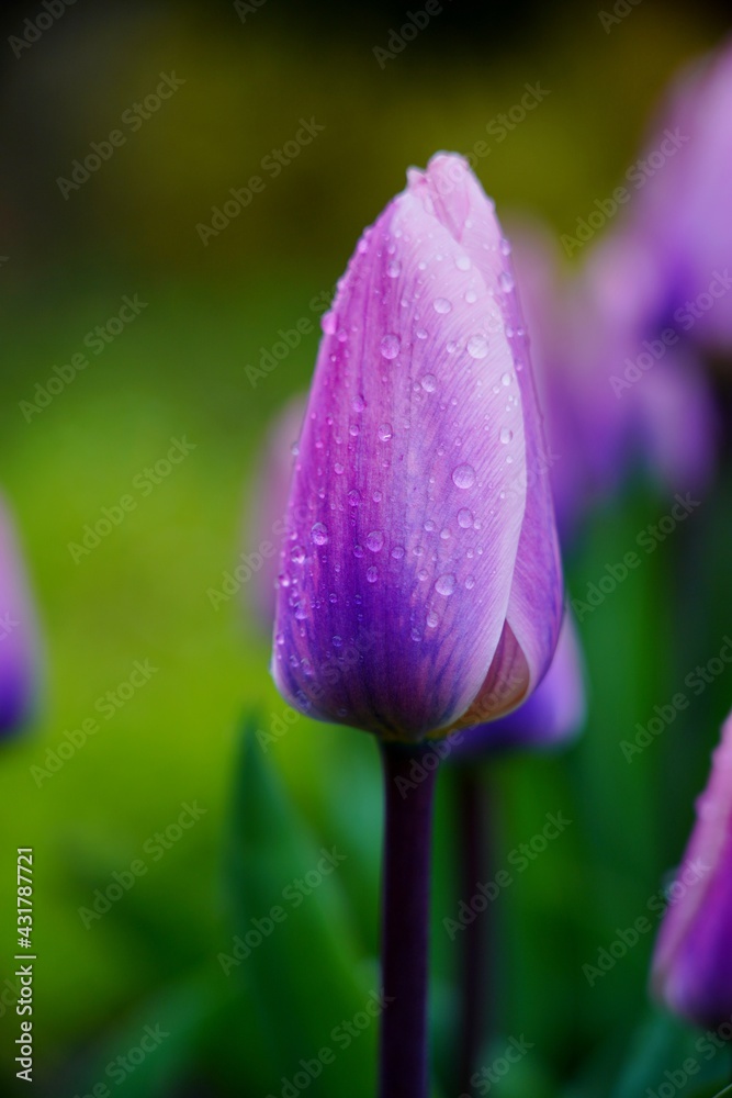Beautiful tulip - Raindrops on tulips - soft focus Beautiful tulip - Raindrops on tulips - soft focus