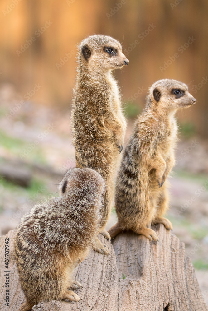 Erdmännchen Erdmännchen