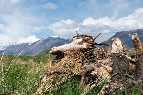 Old Stump of a fallen tree