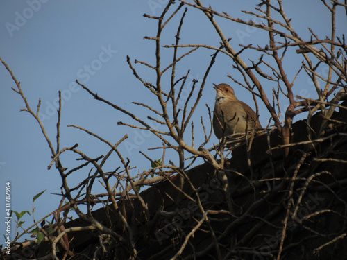 Pájaro Zorzal cantanto entre las ramas secas, invierno
