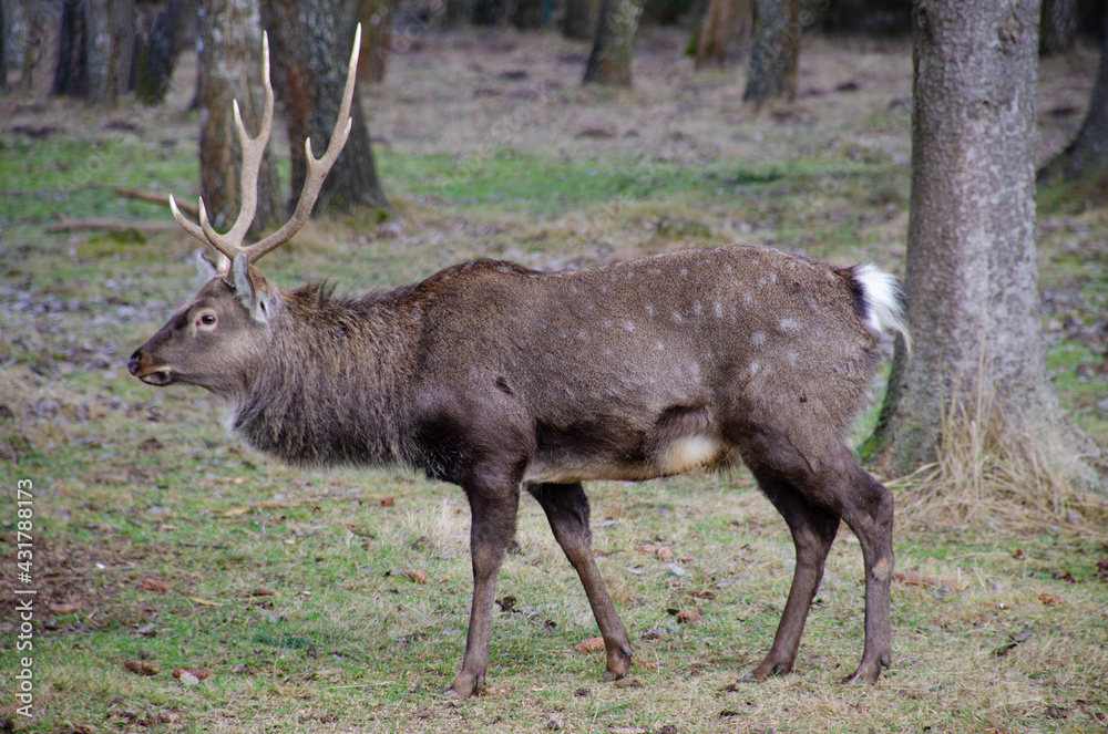 deer in the forest deer in the forest