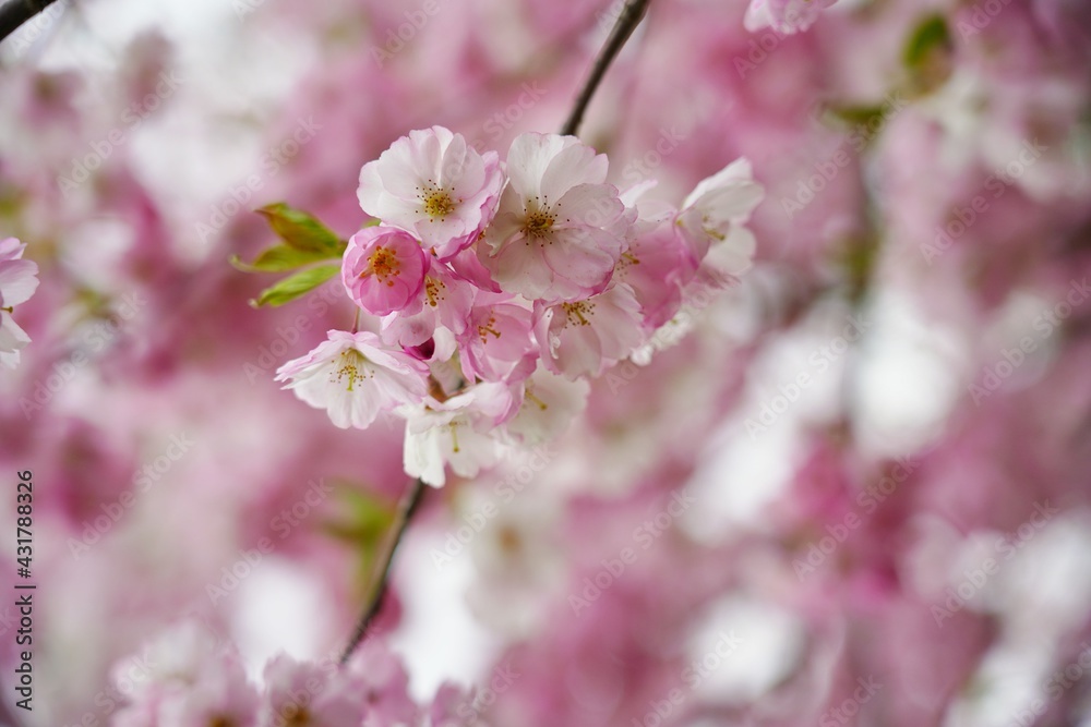 Pink flowering tree over nature background - Cherry blossoms - spring tree - Spring Background Pink flowering tree over nature background - Cherry blossoms - spring tree - Spring Background