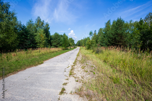 Old concrete road through the forest on a warm cloudless summer day, natural landscape
