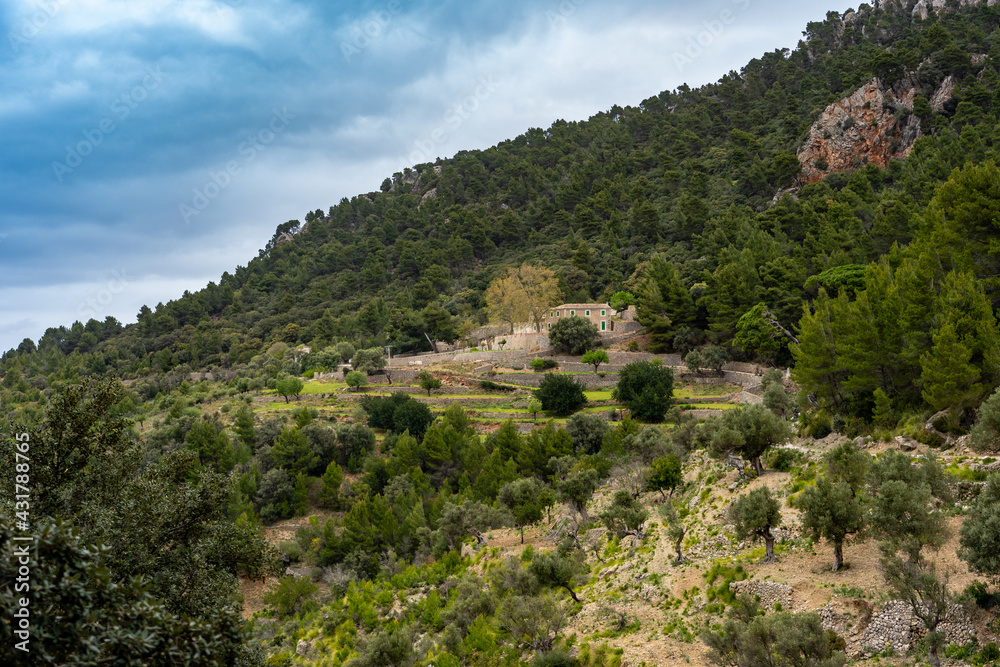 Wanderurlaub Mallorca - Wanderung zwischen Banyalbufar und Estellencs durch das Landgut, die Finca Planícia: schöne Terassenlandschaft und Olivenbäume