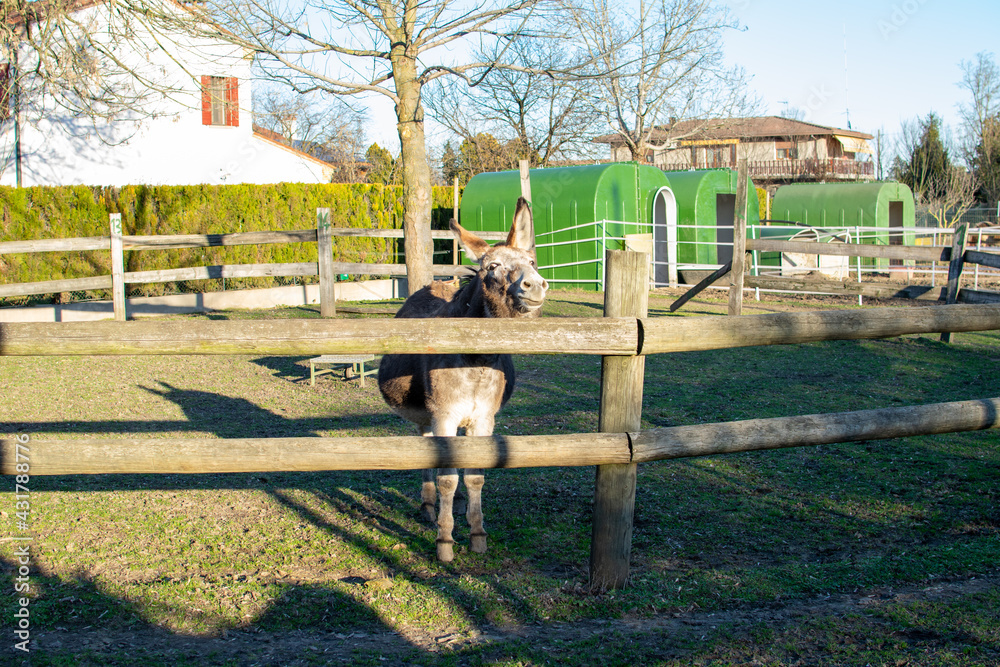 cute donkey inside a fence