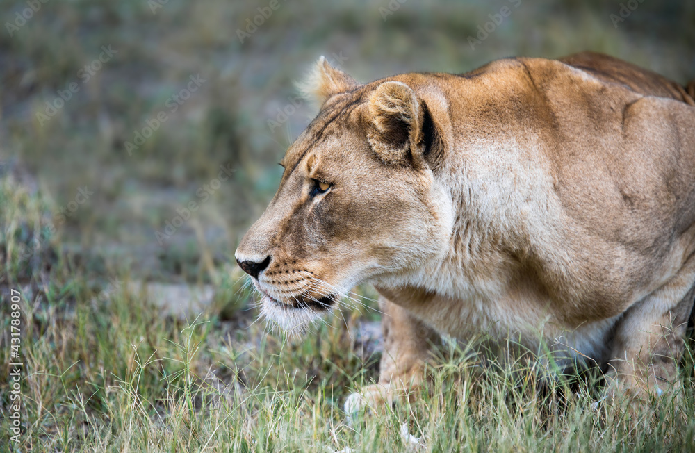 Awesome African lioness Queen of the jungle out on the prowl - Mighty wild animal of Africa in nature Awesome African lioness Queen of the jungle out on the prowl - Mighty wild animal of Africa in nature
