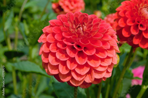 Pink Dahlia Jowey Nicky flower grown in the garden photo