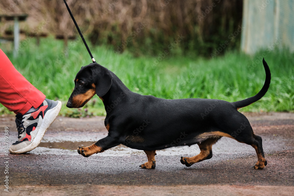 Standard smooth haired dachshund of black and tan color at the dog show.  Teenage dachshund runs beautifully quickly, moving its short paws. Training  with dog and handler. Stock-Foto | Adobe Stock