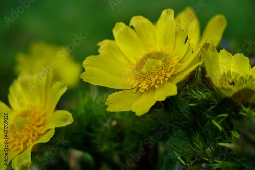 Photos Adonis - Yellow  flowers - Spring in the botanical garden