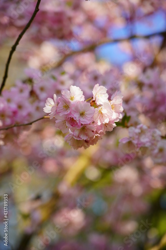 Pink flowering tree over nature background - Cherry blossoms -  spring tree - Spring Background © skorpionik00