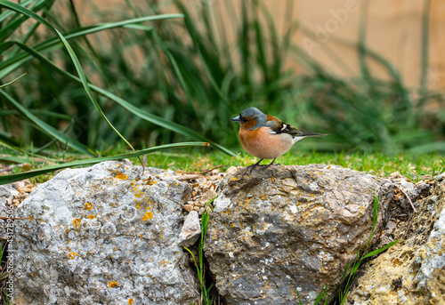 Buchfink, Fringilla coelebs auf Mallorca bei einer Wanderung zwischen Banyalbufar und Estellencs durch das Landgut, die Finca Planícia photo