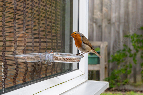 Εκτύπωση καμβά Urban wildlife as a robin eats from a window suet bird feeder