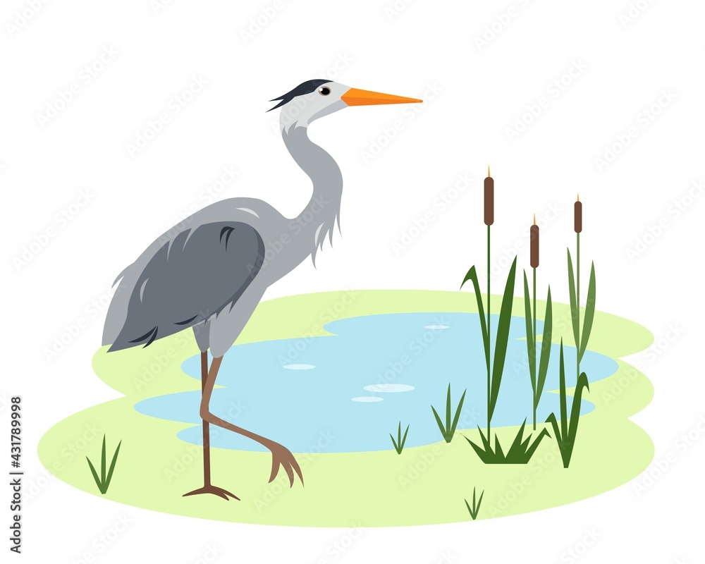 Fototapeta premium Heron bird on Lake or pond with canes and grass