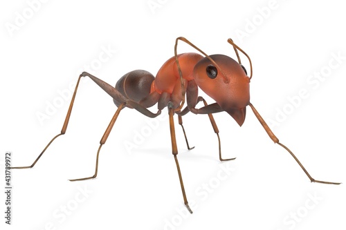 3D Illustration of a Ant