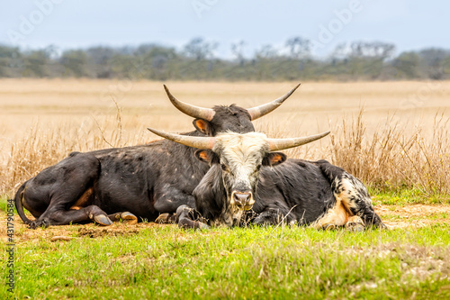 Fototapeta Naklejka Na Ścianę i Meble -  A couple of Texas longhorn cattle relaxing in the grass