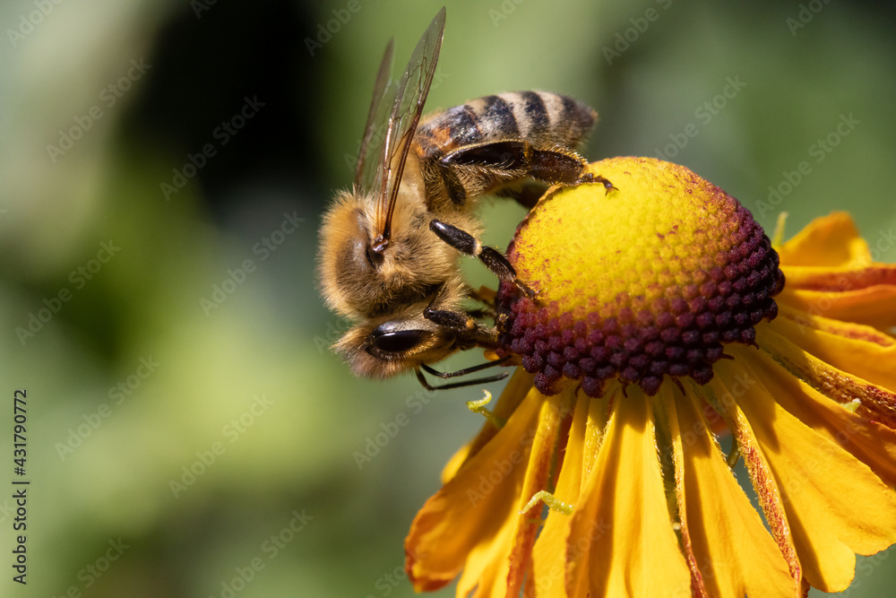 A honey bee collecting pollen at stamens in a flower. A bee working on a garden flower. A honey bee collecting pollen at stamens in a flower. A bee working on a garden flower.