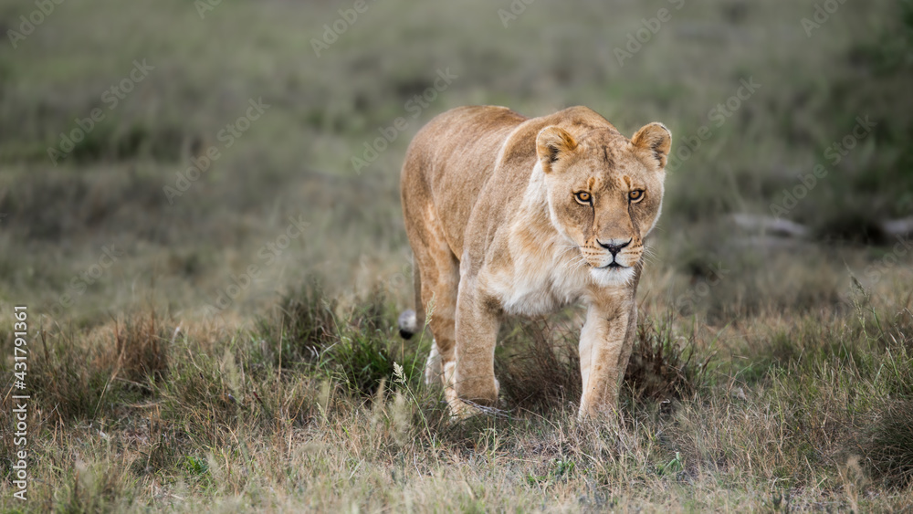 Magnificent African lioness Queen of the jungle - Mighty wild animal in nature, roaming the grasslands and savannah of Africa Magnificent African lioness Queen of the jungle - Mighty wild animal in nature, roaming the grasslands and savannah of Africa