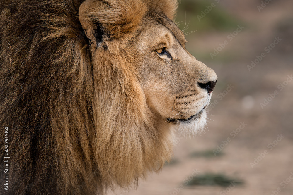 Side profile of majestic male African lion king of the jungle - Mighty wild animal in nature, roaming the grasslands and savannah of Africa
