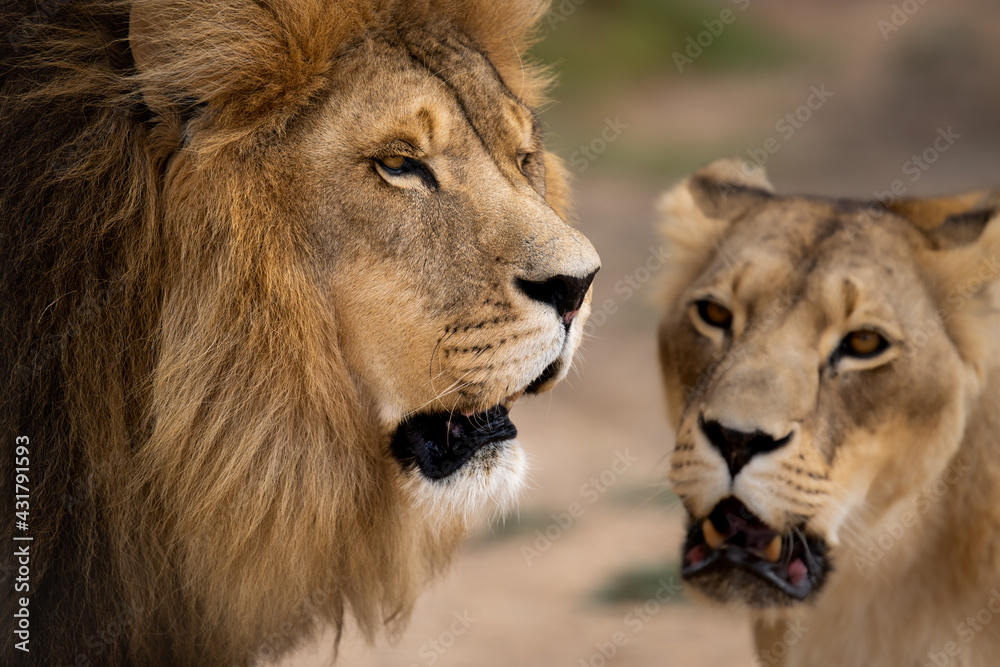 Beautiful African lion couple loving pride of the jungle - sharing a moment out in the African savannah