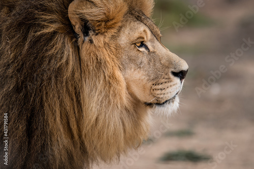 Side profile of majestic male African lion king of the jungle - Mighty wild animal in nature  roaming the grasslands and savannah of Africa