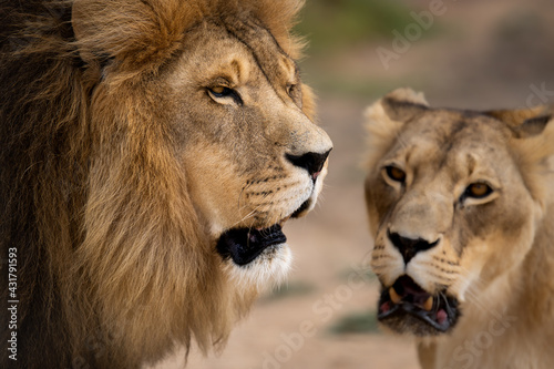 Beautiful African lion couple loving pride of the jungle - sharing a moment out in the African savannah