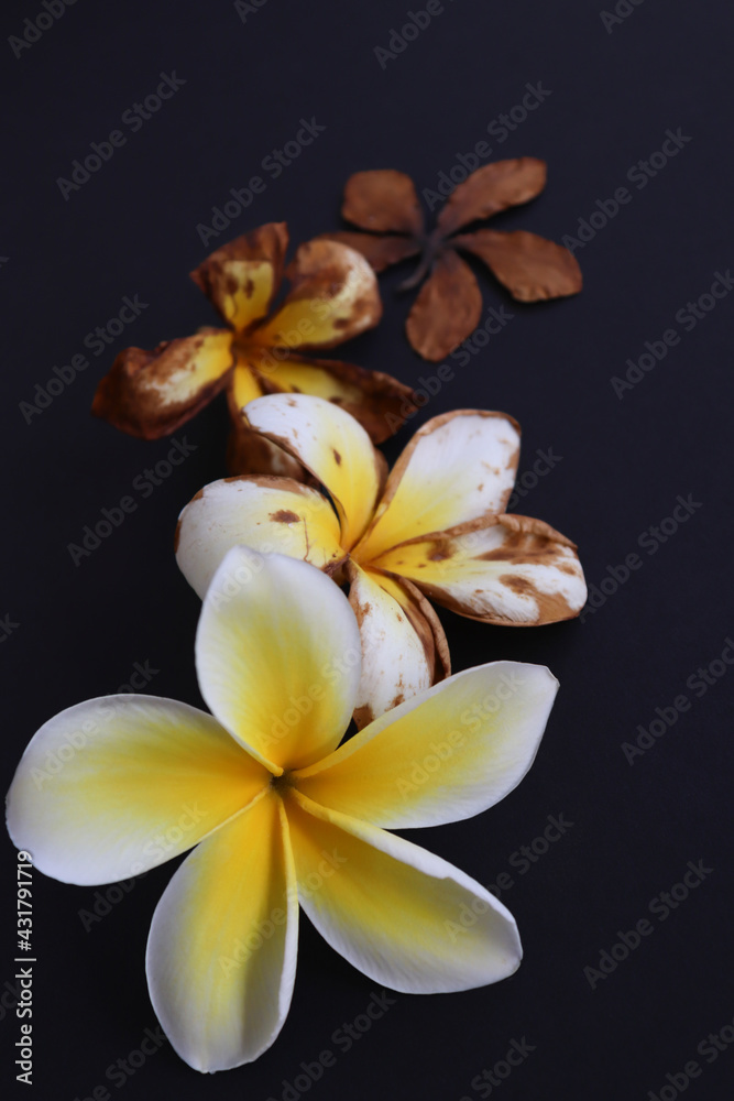 Naklejka premium Tropical flower from blossom till death. Wilted flower.
