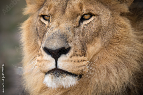 Close-up portrait of this majestic male African lion king of the jungle - Mighty wild animal in nature  roaming the grasslands and savannah of Africa