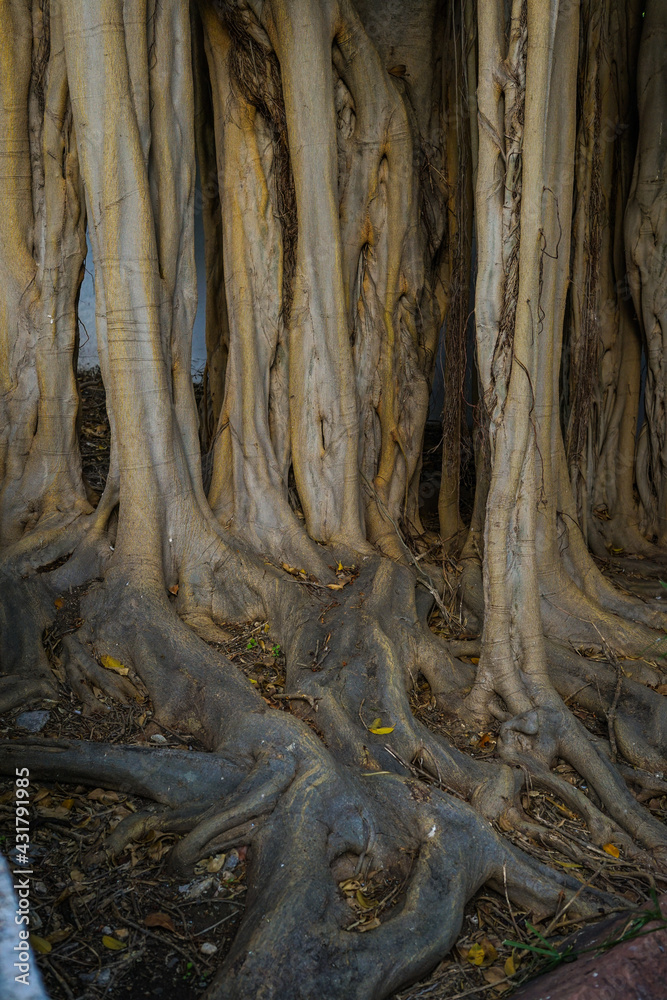 Old tree roots in view