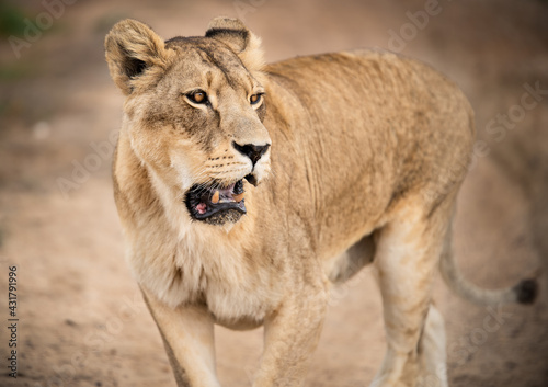 Awesome African lioness Queen of the jungle - Mighty wild animal in nature, roaming the grasslands and savannah of Africa