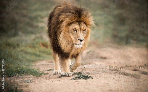 Majestic male African lion king of the jungle taking a stroll- Mighty wild animal in nature, roaming the grasslands and savannah of Africa