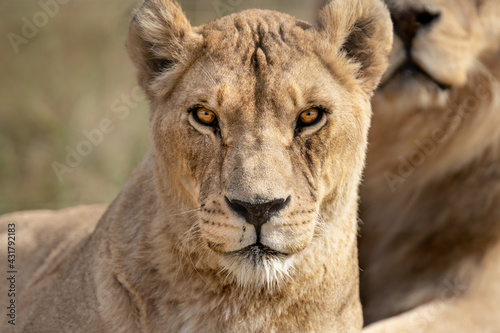 Photo Portrait of beautiful African lioness Queen of the jungle - Mighty wild animal i