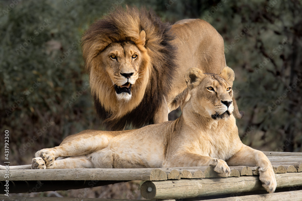 Majestic African lion couple loving pride of the jungle - Mighty wild animal in nature, roaming the grasslands and savannah of Africa Majestic African lion couple loving pride of the jungle - Mighty wild animal in nature, roaming the grasslands and savannah of Africa