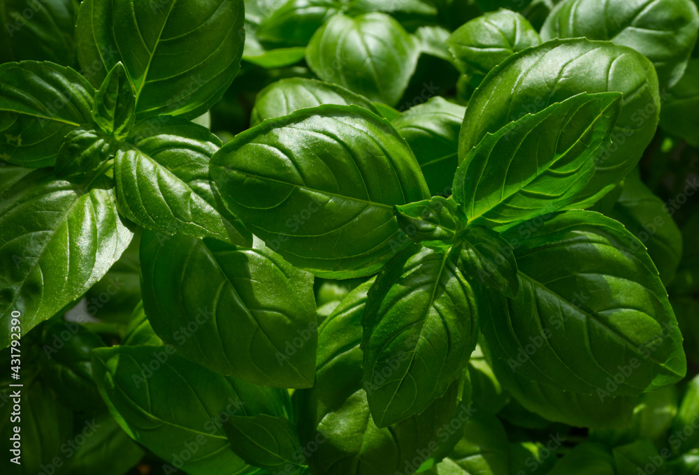Fresh basil leaves on dark green background. Fresh herb leaf. Growing basil. Natural food background. Fresh basil leaves on dark green background. Fresh herb leaf. Growing basil. Natural food background.